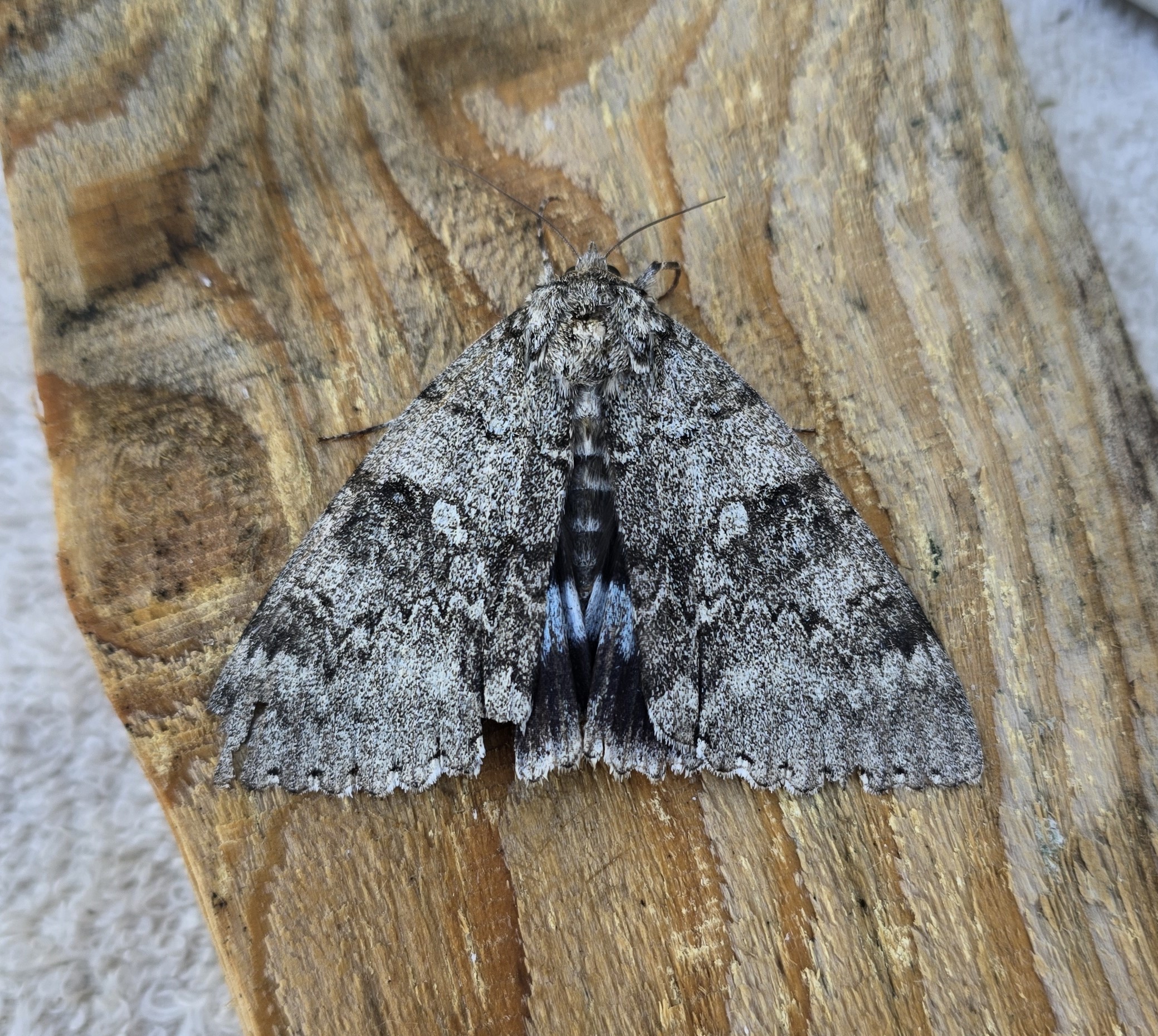 Photo of Clifden Nonpareil (Catocala fraxini)